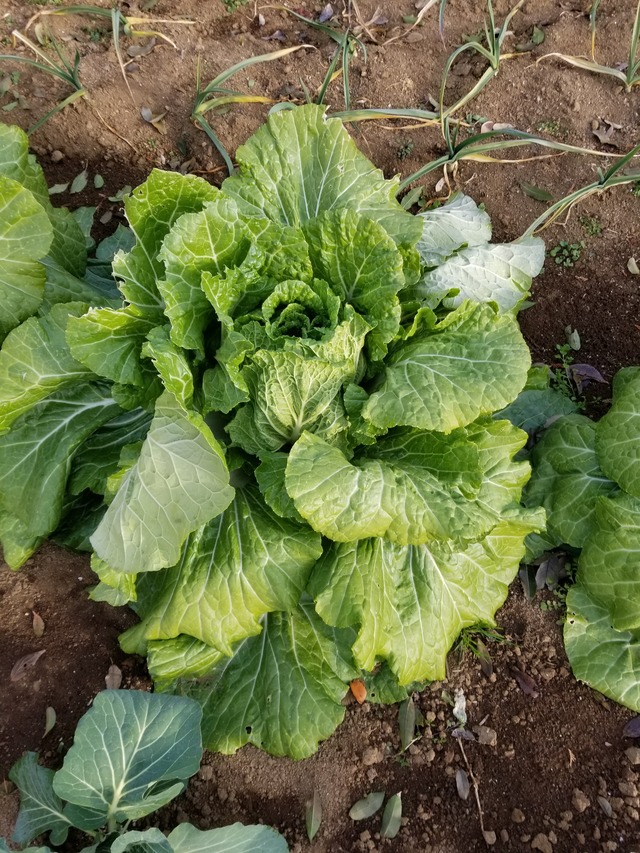 20210106_083109_copy_3024x4032