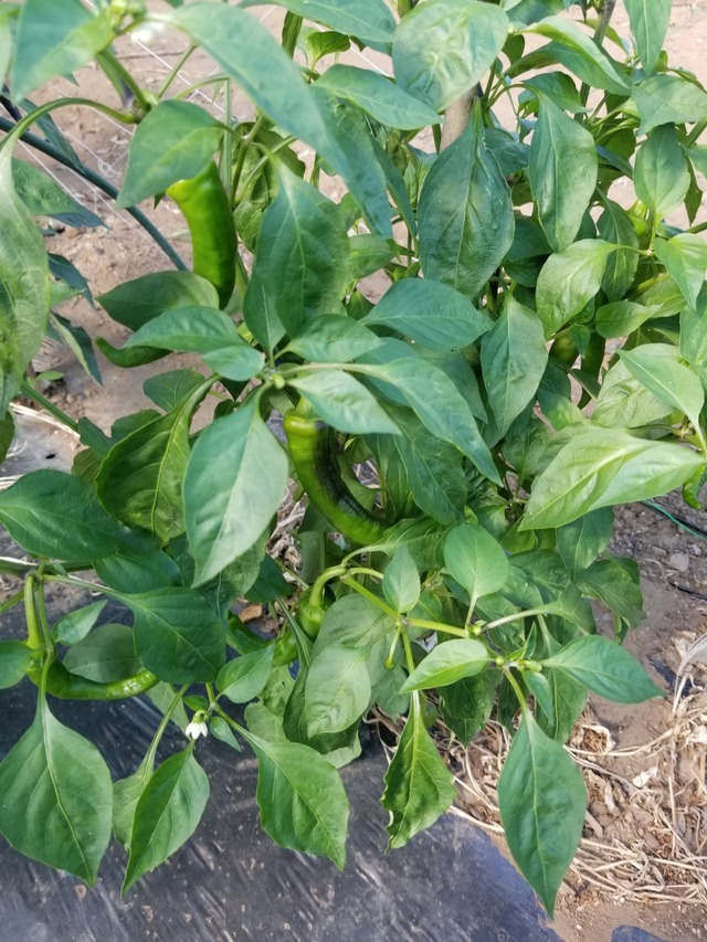 20230711_152856_copy_1512x2016