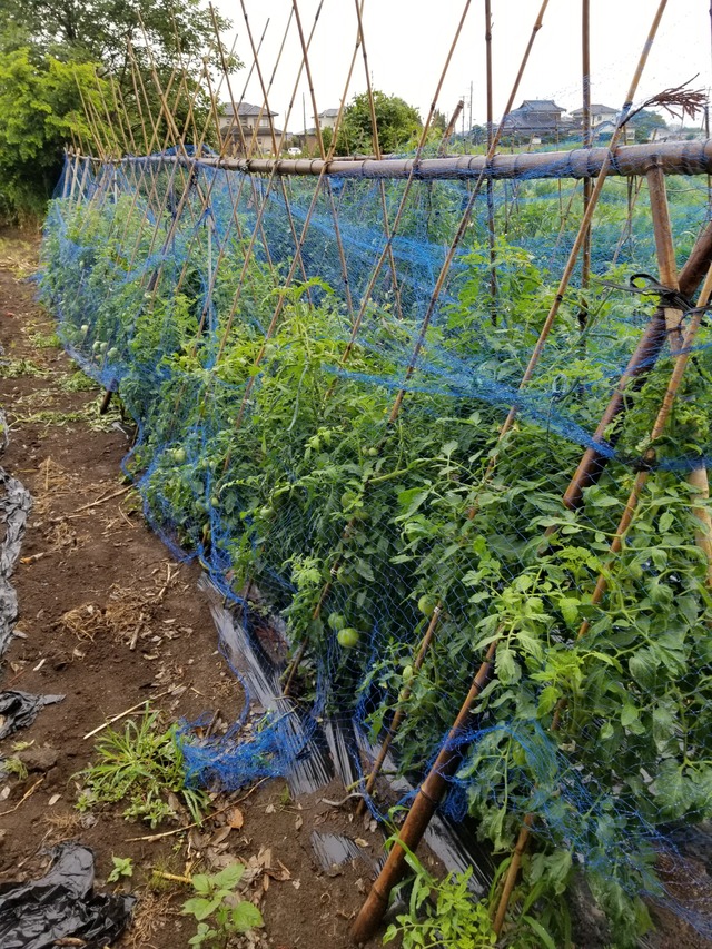 トマトとミニトマト 雨の日の収穫 のじさんの徒然草