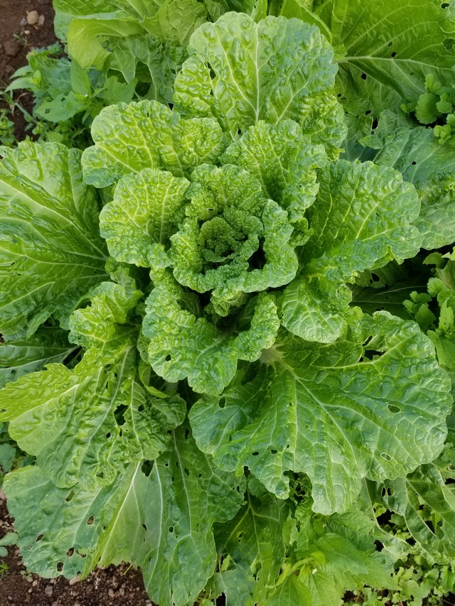 20201109_073810_copy_2268x3024