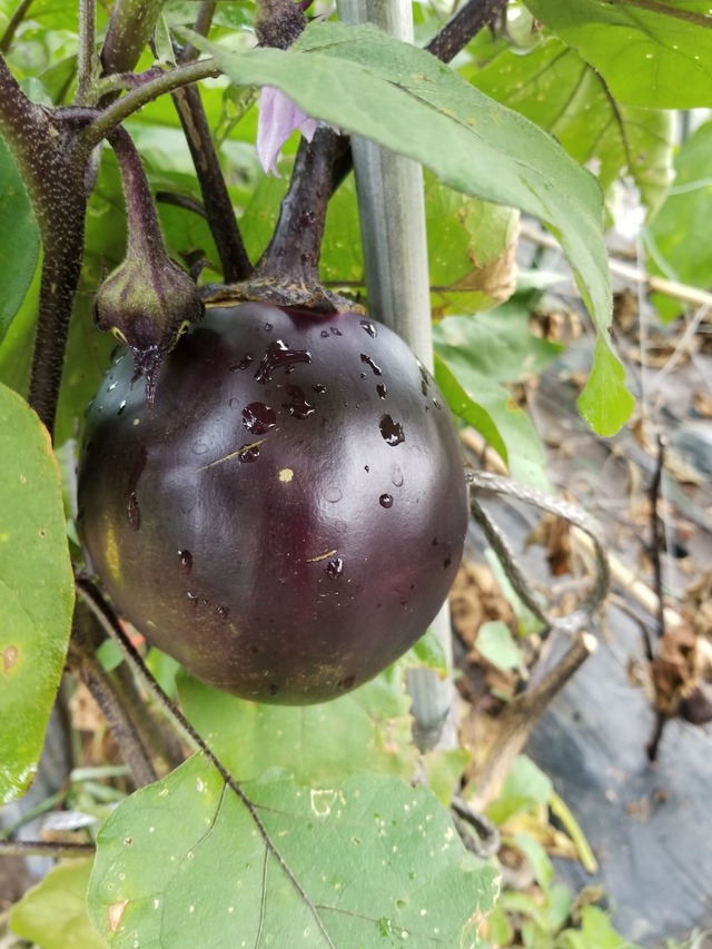 20210723_171200_copy_2268x3024