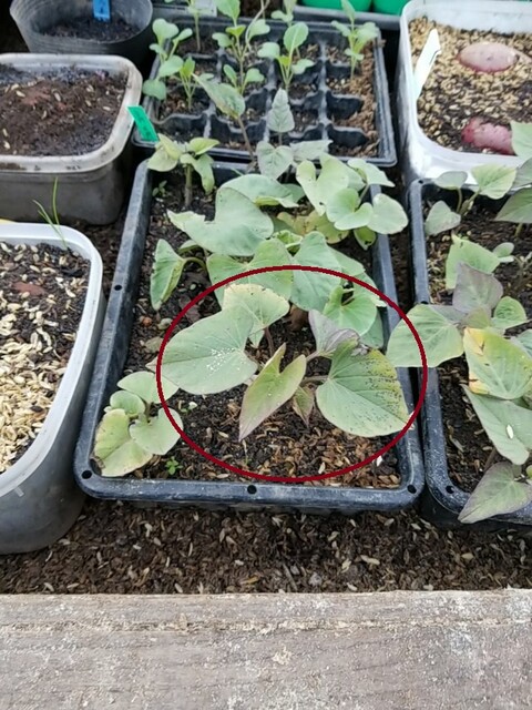 1010植え付け
