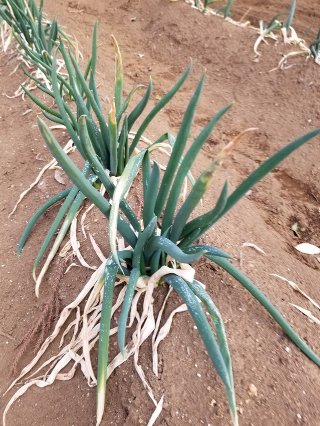 20210208_074153_copy_2268x3024