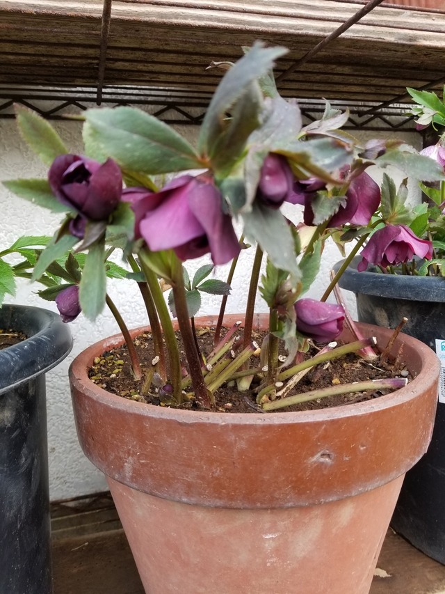 20230304_161641_copy_1209x1612