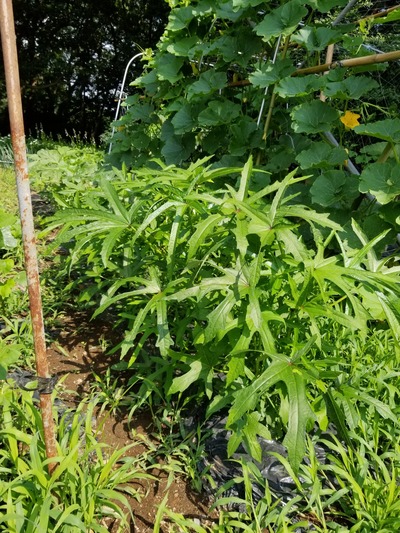 20190626_084336-1620x2160