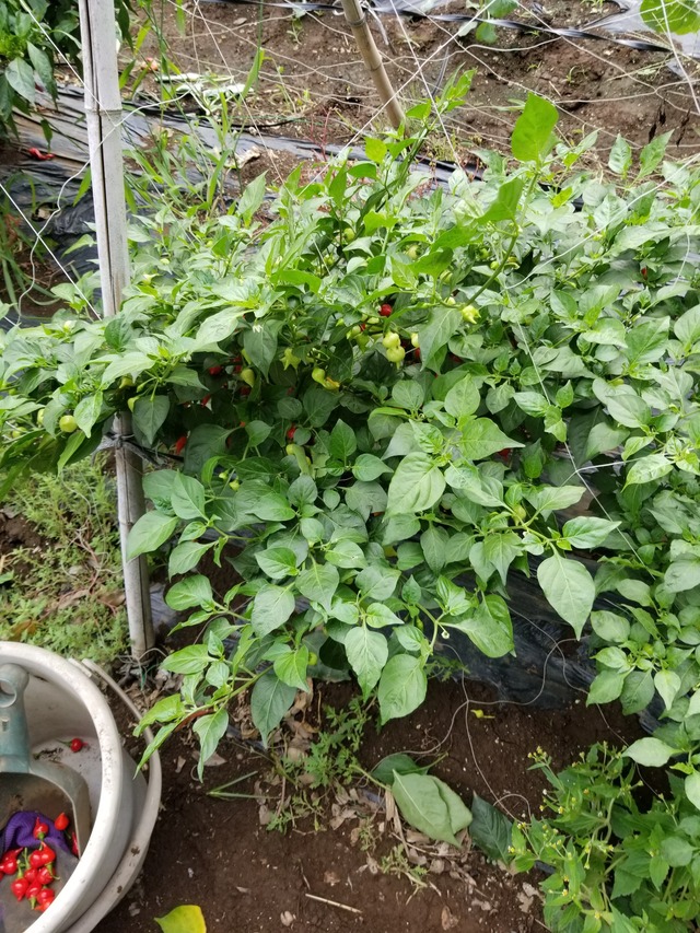 20220901_151047_copy_1512x2016