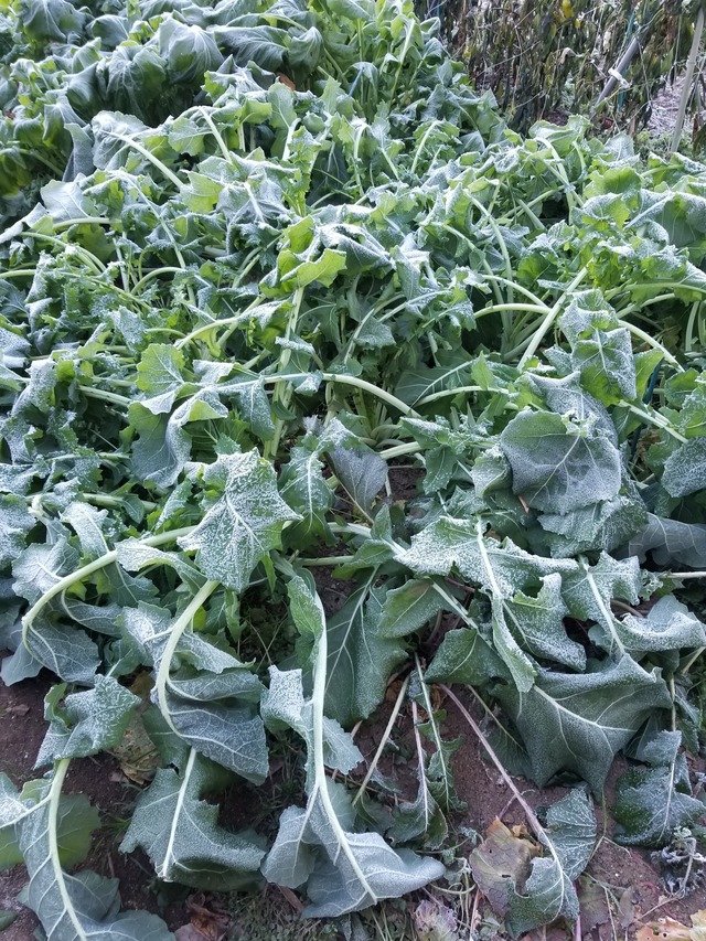 20201217_075244_copy_2268x3024