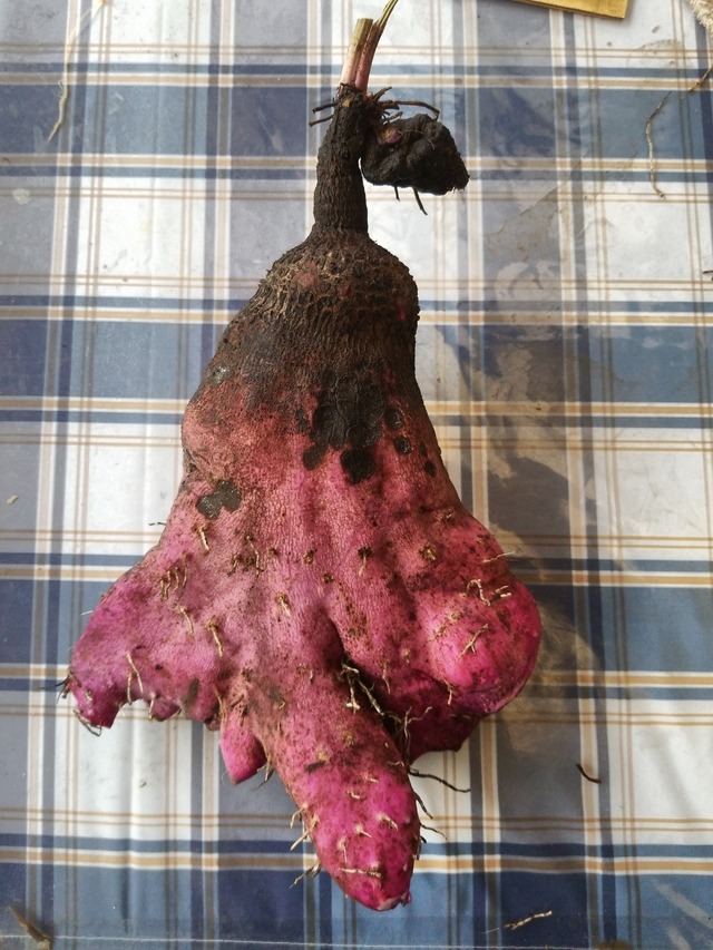 IMG_20231113_112118_DRO_copy_1512x2016