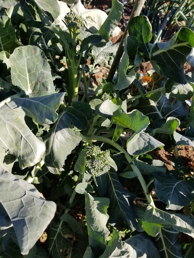 20201220_101240_copy_2268x3024