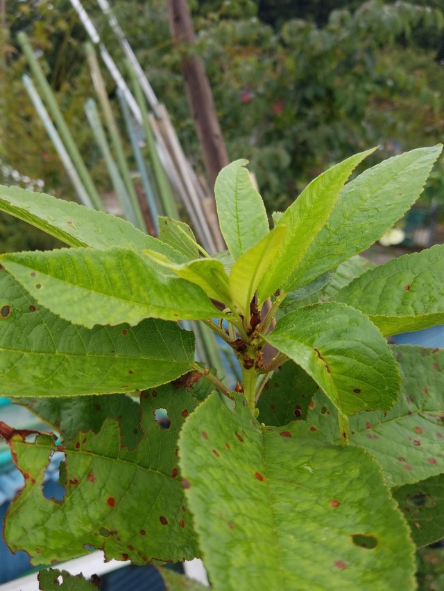 IMG_20230922_105338_copy_1512x2016