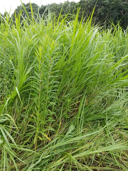 20190715_164600-1620x2160