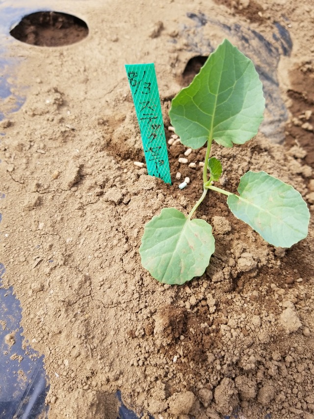 IMG_20230828_134601_copy_1512x2016