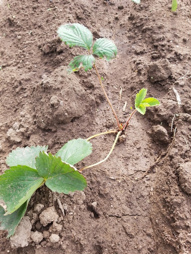 IMG_20230910_075955_copy_1512x2016