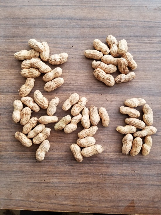 落花生の種の確保 のじさんの徒然草