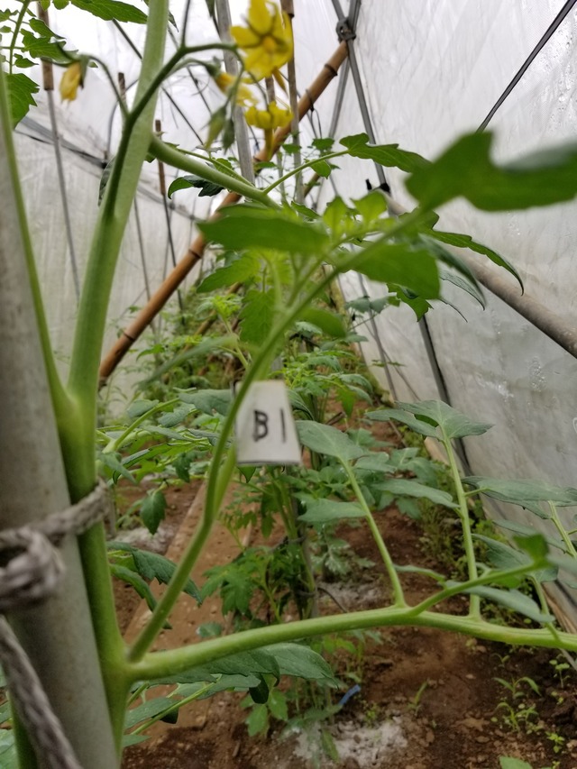 トマトの垂直仕立ての脇芽の残し方 のじさんの徒然草 トマトの垂直仕立ての脇芽の残し方 のじさんの徒然草