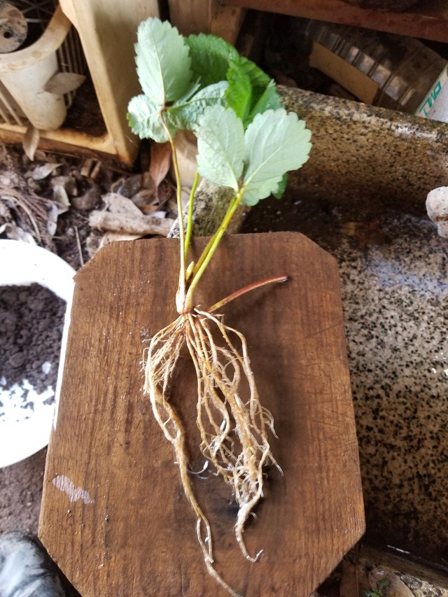 20230721_103647_copy_1512x2016