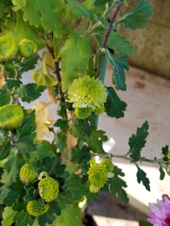 20191106_070637-1620x2160