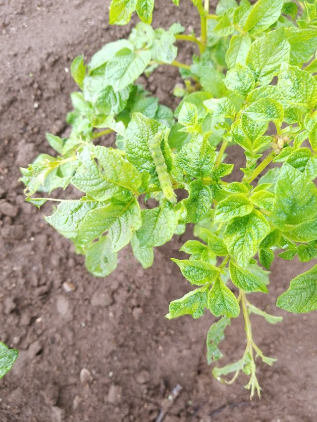 IMG_20231009_103250_copy_1512x2016