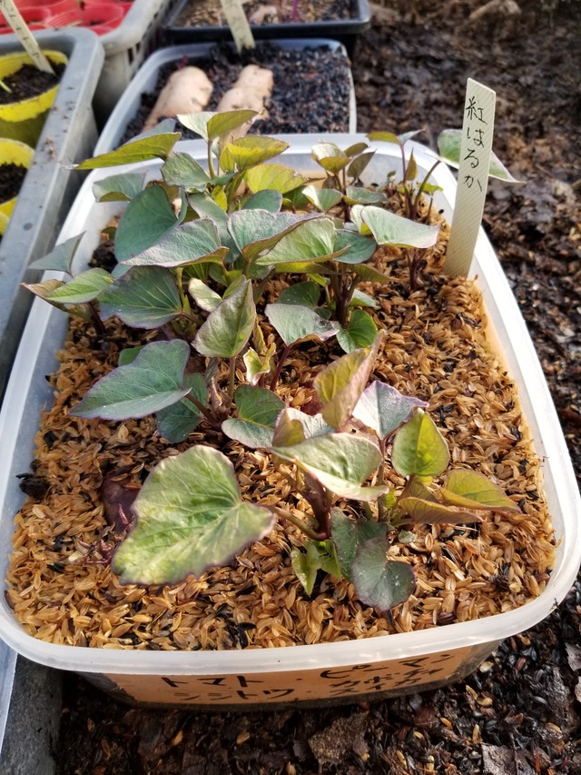 20200223_163335-2268x3024