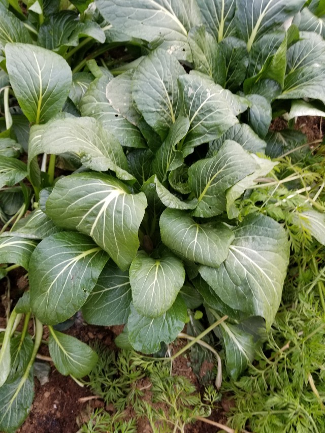 20210106_083202_copy_3024x4032