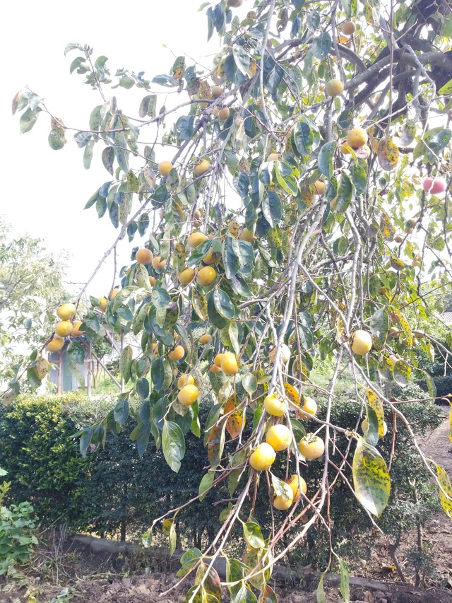 IMG_20231018_110649_copy_1512x2016