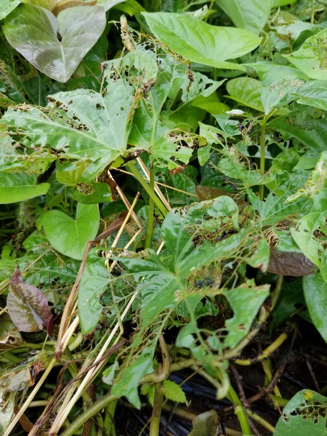 サツマイモの葉が網目状に虫に食われた のじさんの徒然草