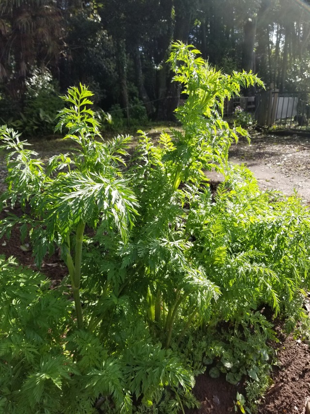 20230417_075917_copy_1512x2016