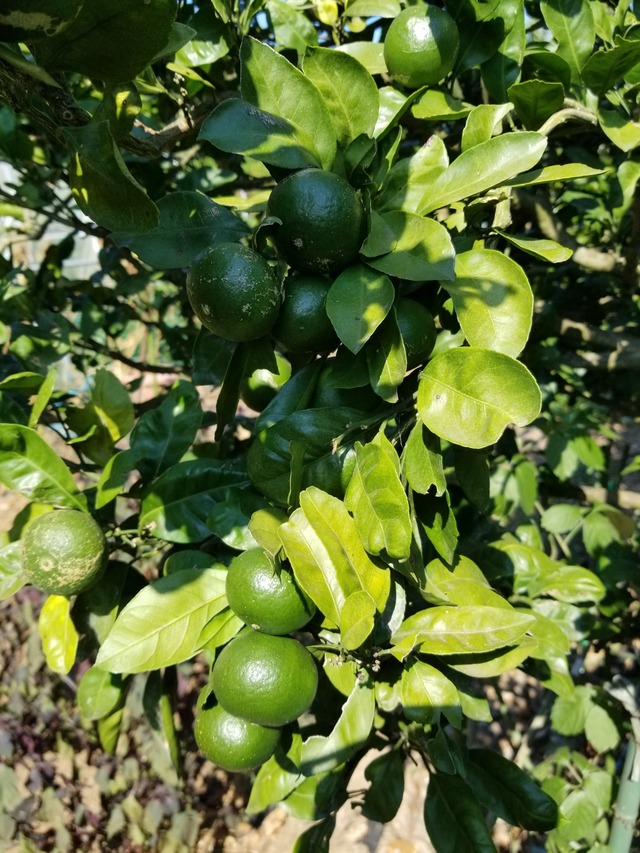 20230726_150203_copy_1512x2016