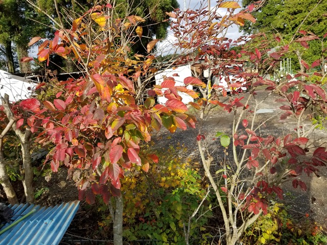 20211110_080836_copy_3024x2268