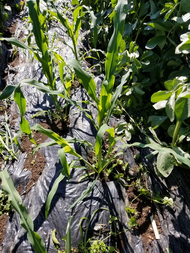 20200507_081341_copy_2268x3024