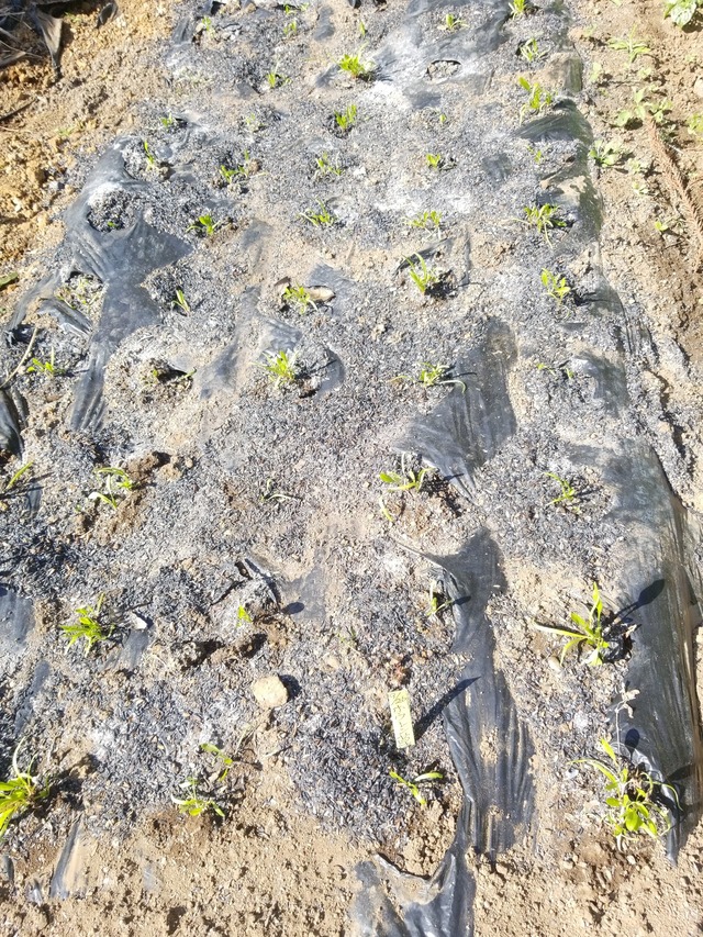 IMG_20231024_103622_copy_1512x2016