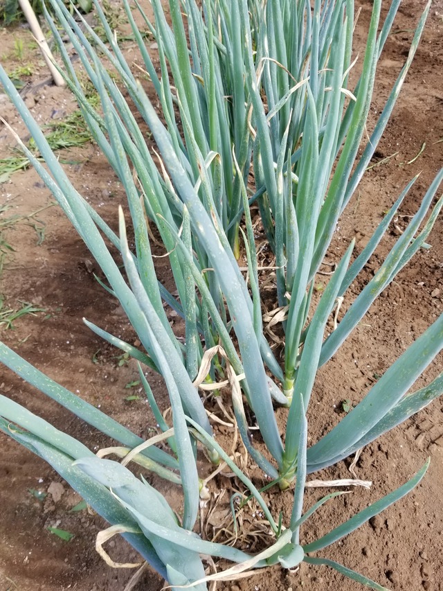 20210628_083438_copy_2268x3024