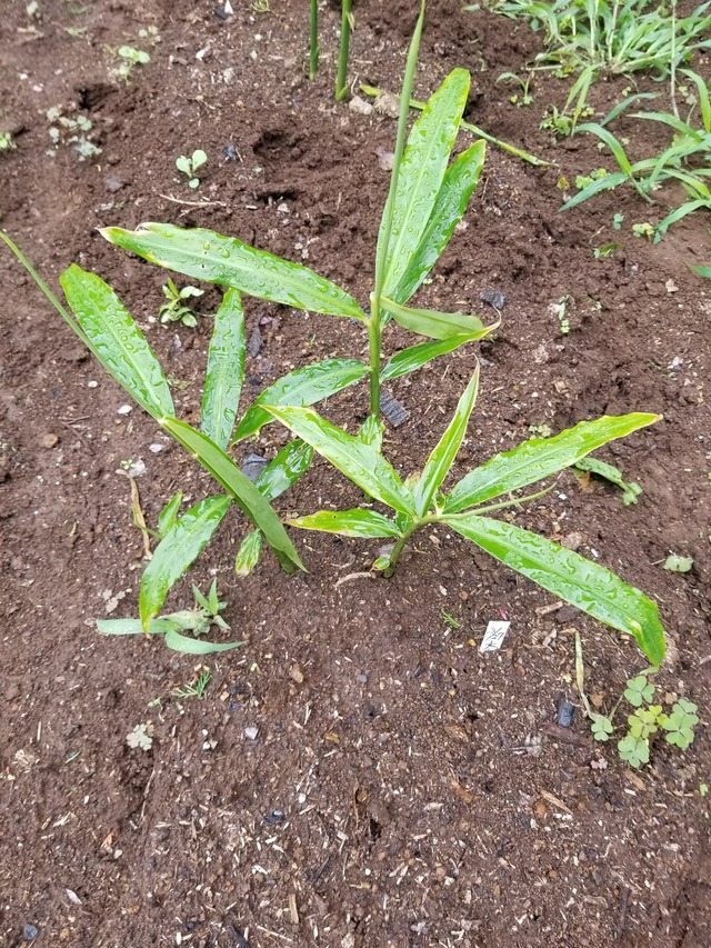 20200709_084232_copy_3024x4032