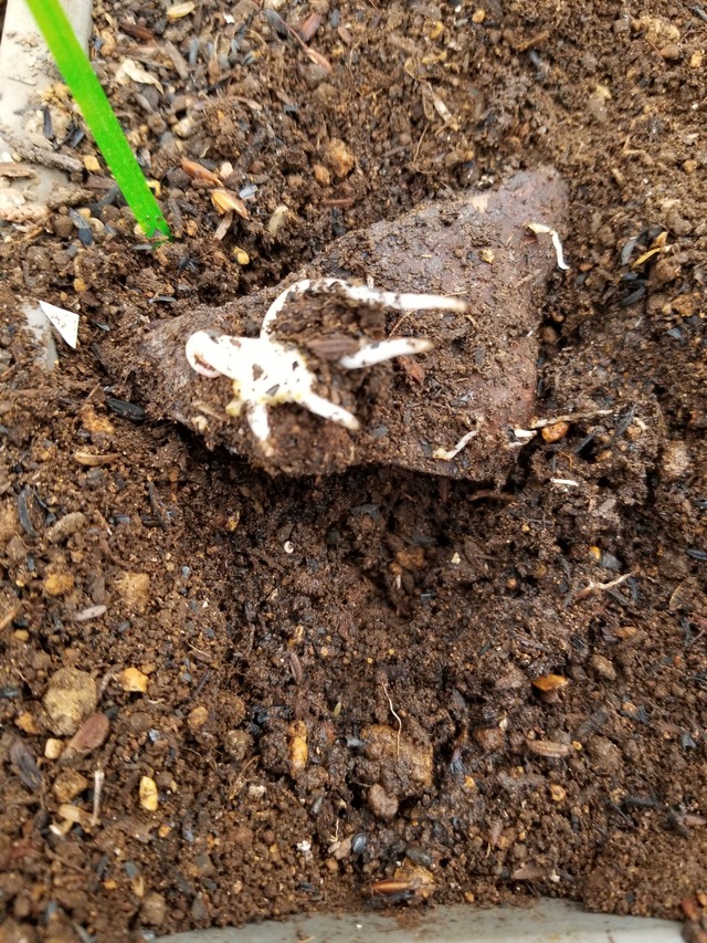 つくね芋の芽出しの状況を観察した。 : のじさんの徒然草