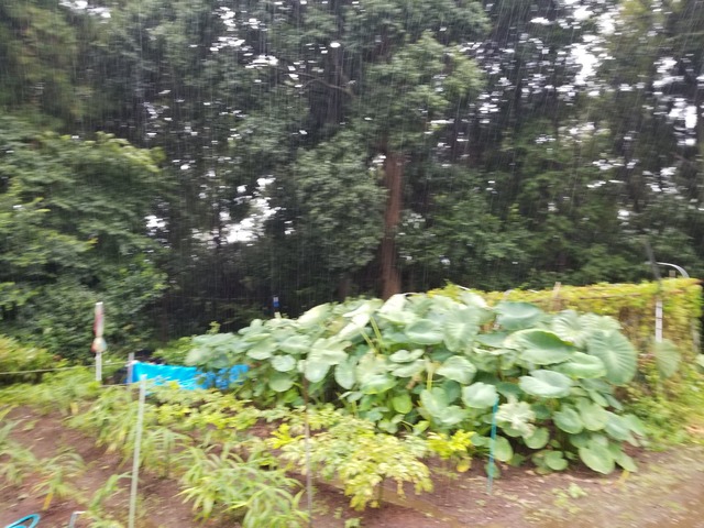 20210918_072730_copy_3024x2268