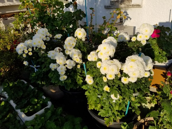 20191106_070701-2160x1620