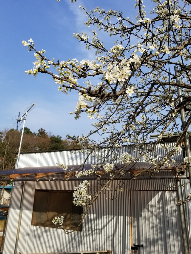 20200322_154649_copy_2268x3024