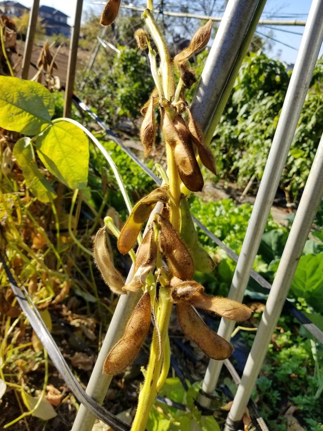 20201123_091612_copy_2268x3024