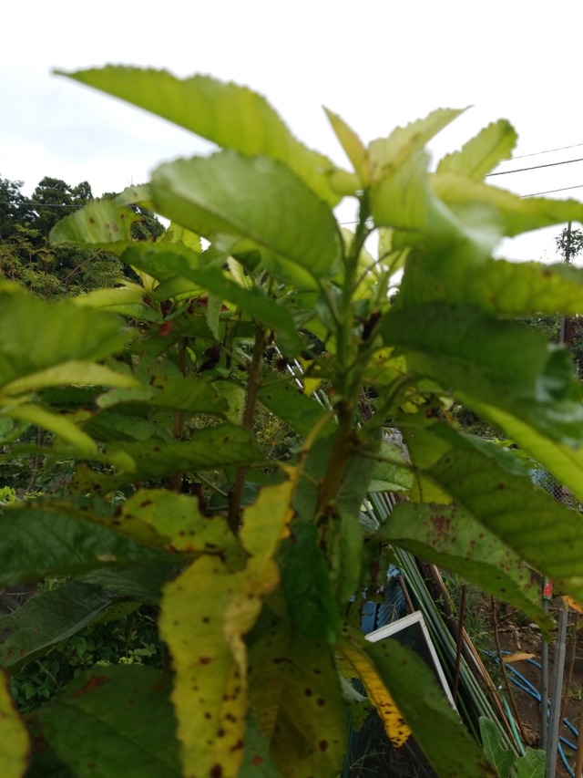 IMG_20230922_105257_copy_1512x2016