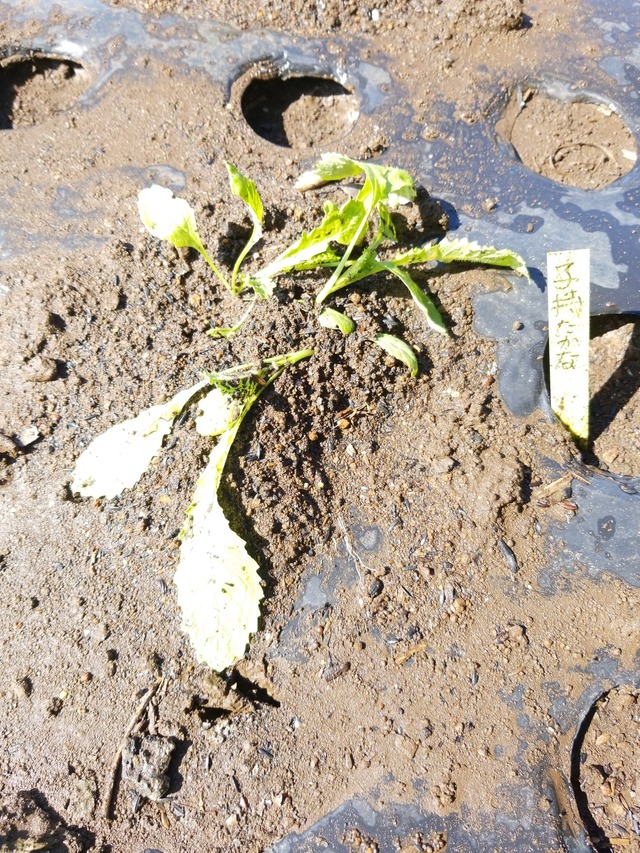 IMG_20231007_101044_copy_1512x2016