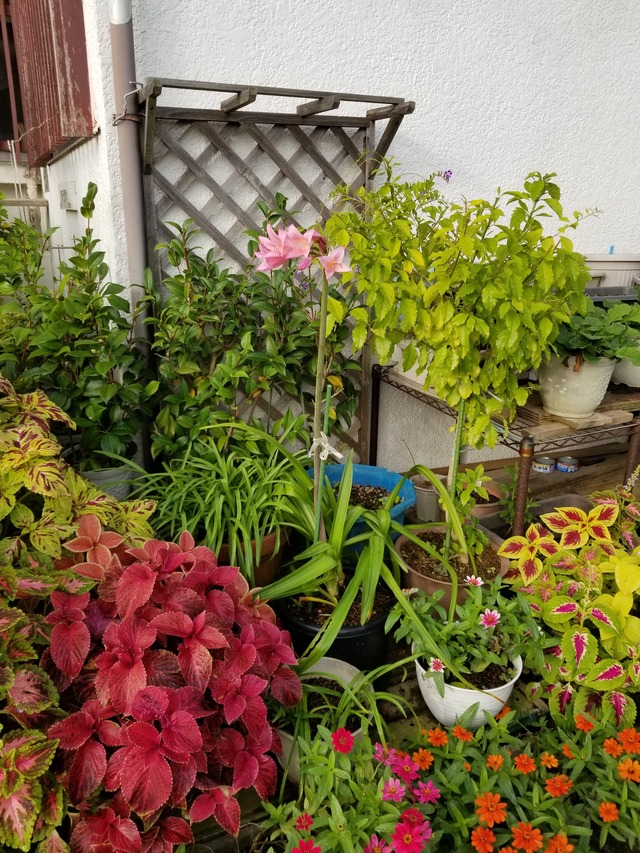 20201002_071525_copy_2268x3024