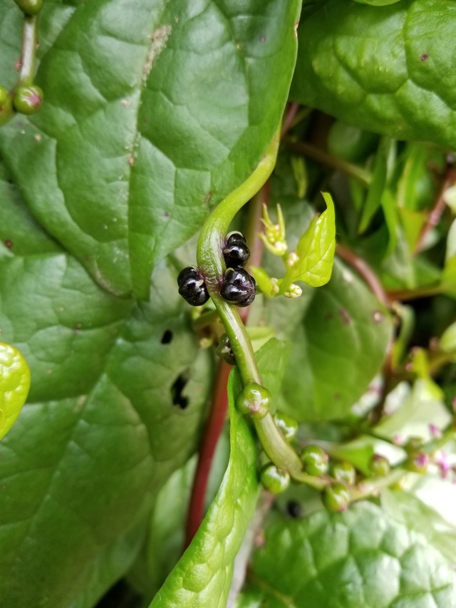 20201108_141210_copy_3024x4032