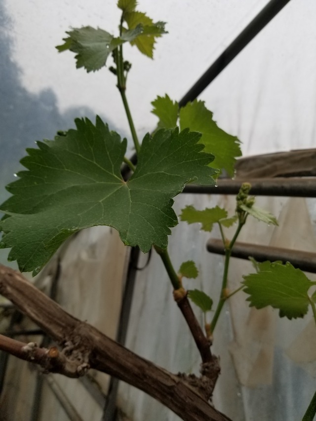 20210414_074029_copy_2268x3024