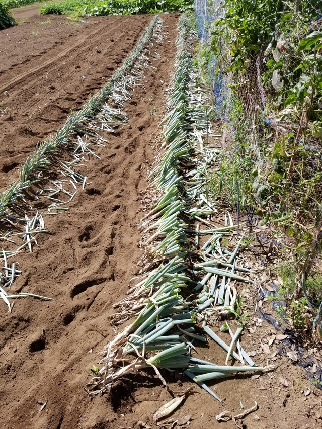 20230812_093248_copy_1512x2016