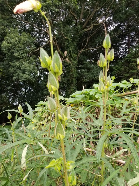 20190826_090742-1620x2160