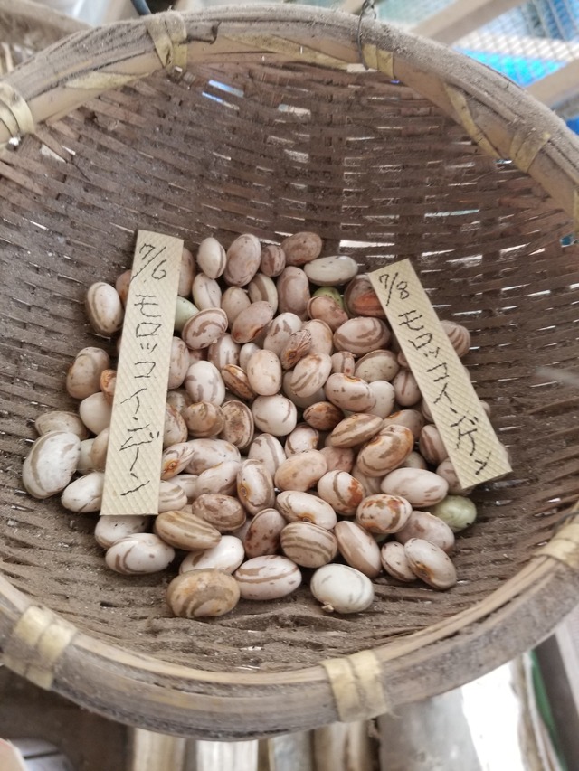 20200708_075001_copy_2268x3024