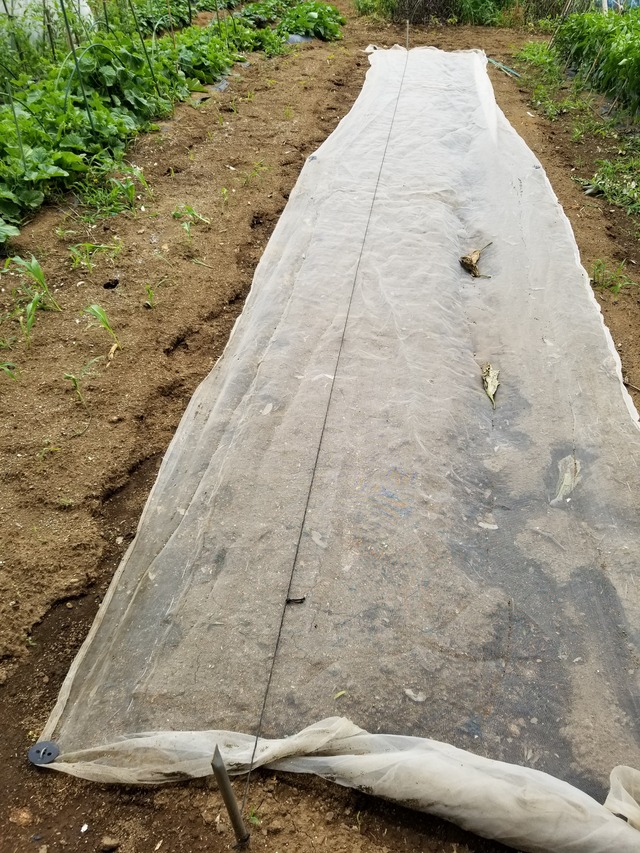 20200703_113406_copy_2268x3024