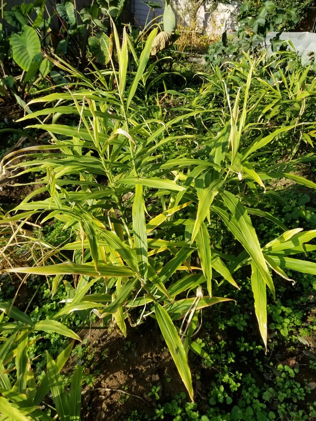 20201113_074826_copy_2268x3024