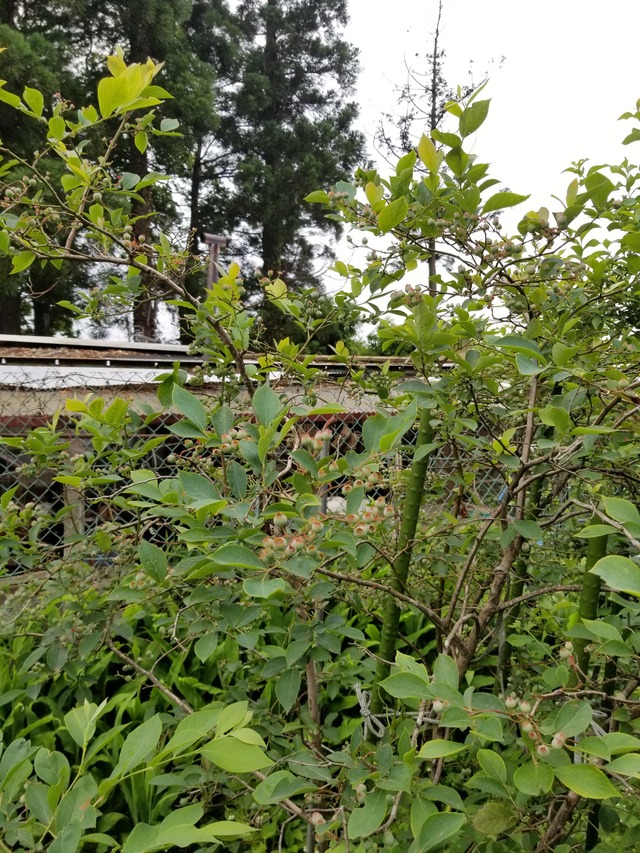 20200604_091113_copy_2268x3024