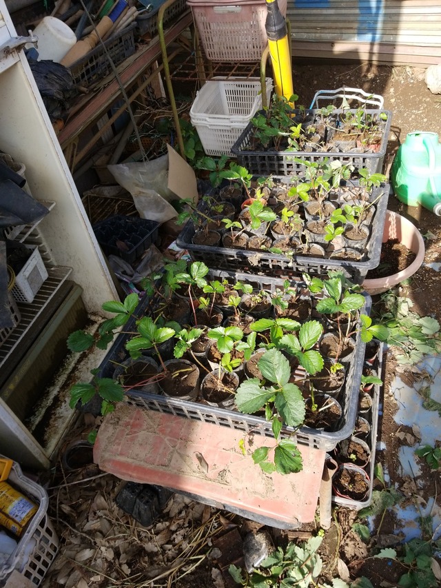 IMG_20230910_075819_copy_1512x2016